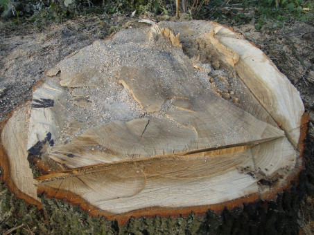Baumstumpf der Eiche am Vossenmoor in Todesfelde